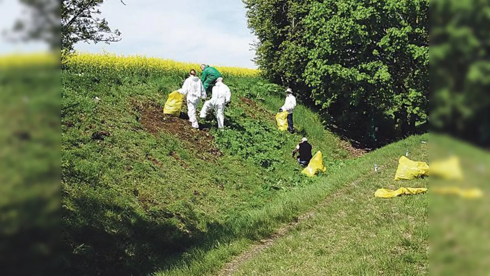 Ehrenamtliche Helfer der Gruppe »Taten Schenken« bei der Vernichtung von Riesenbärenklau. Die Schutzanzüge werden benötigt, um Hautkontakt zu vermeiden.	 (Foto: LRA München)