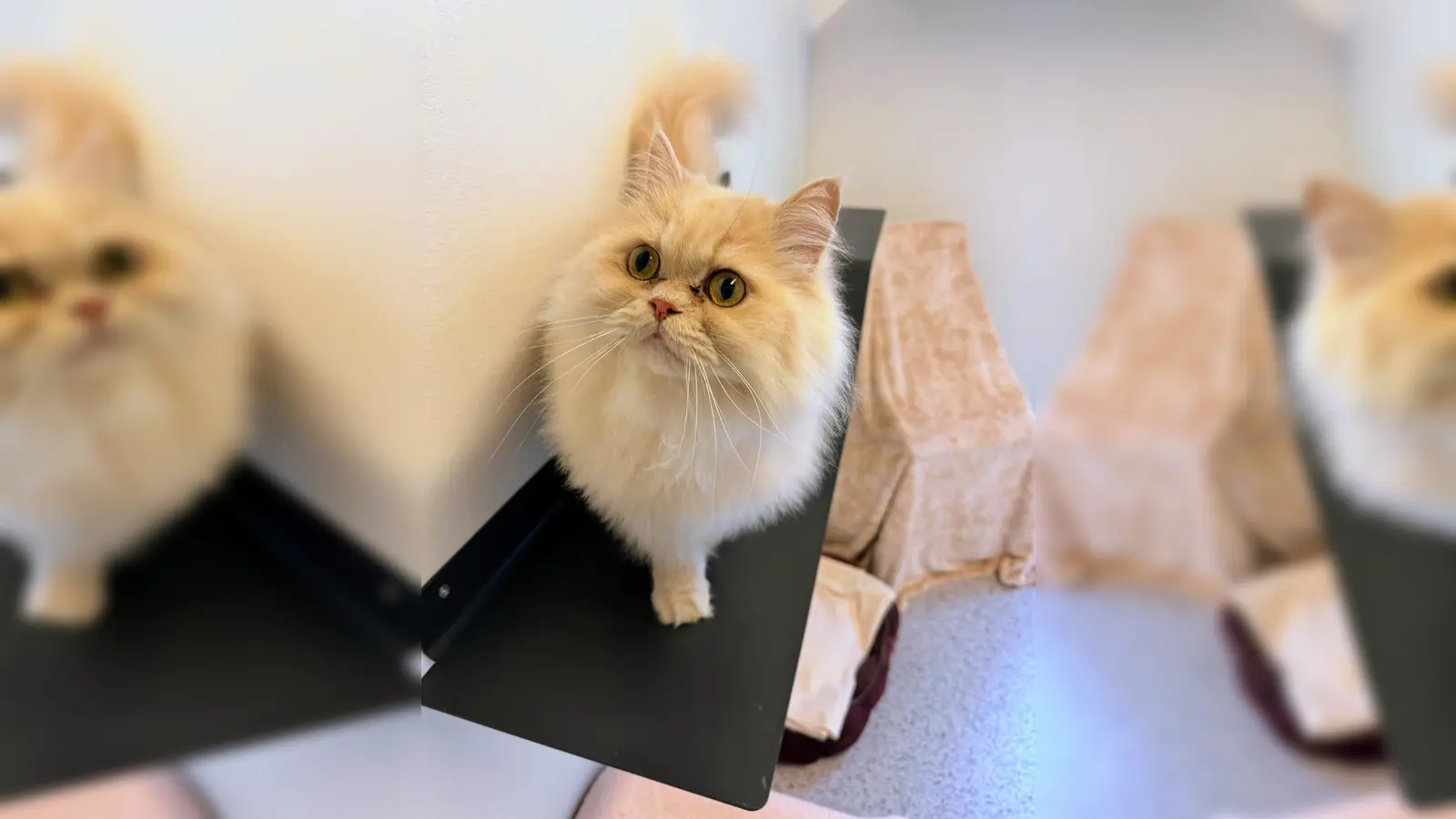 Der Perser-Kater Teddy ist temperamentvoll und zeigt seine Zuneigung auf seine eigene Weise.  (Foto: Tierheim Riem)