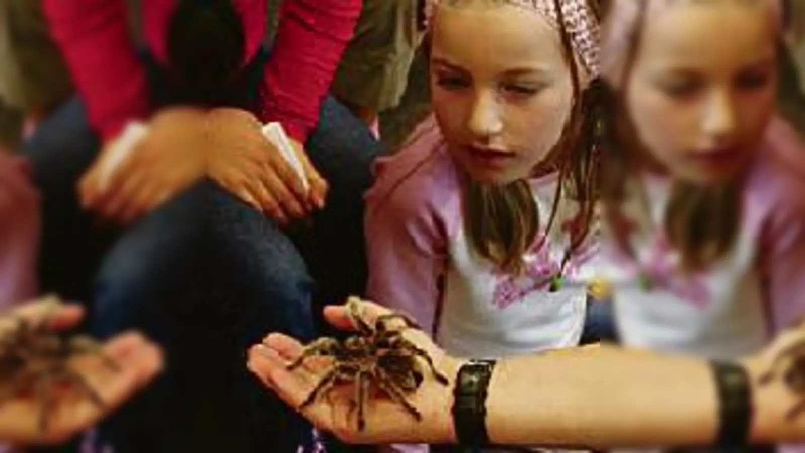 Keine Angst vor der Vogelspinne: Viertklässlerin der Bayernschule. 	 (Foto: VA)