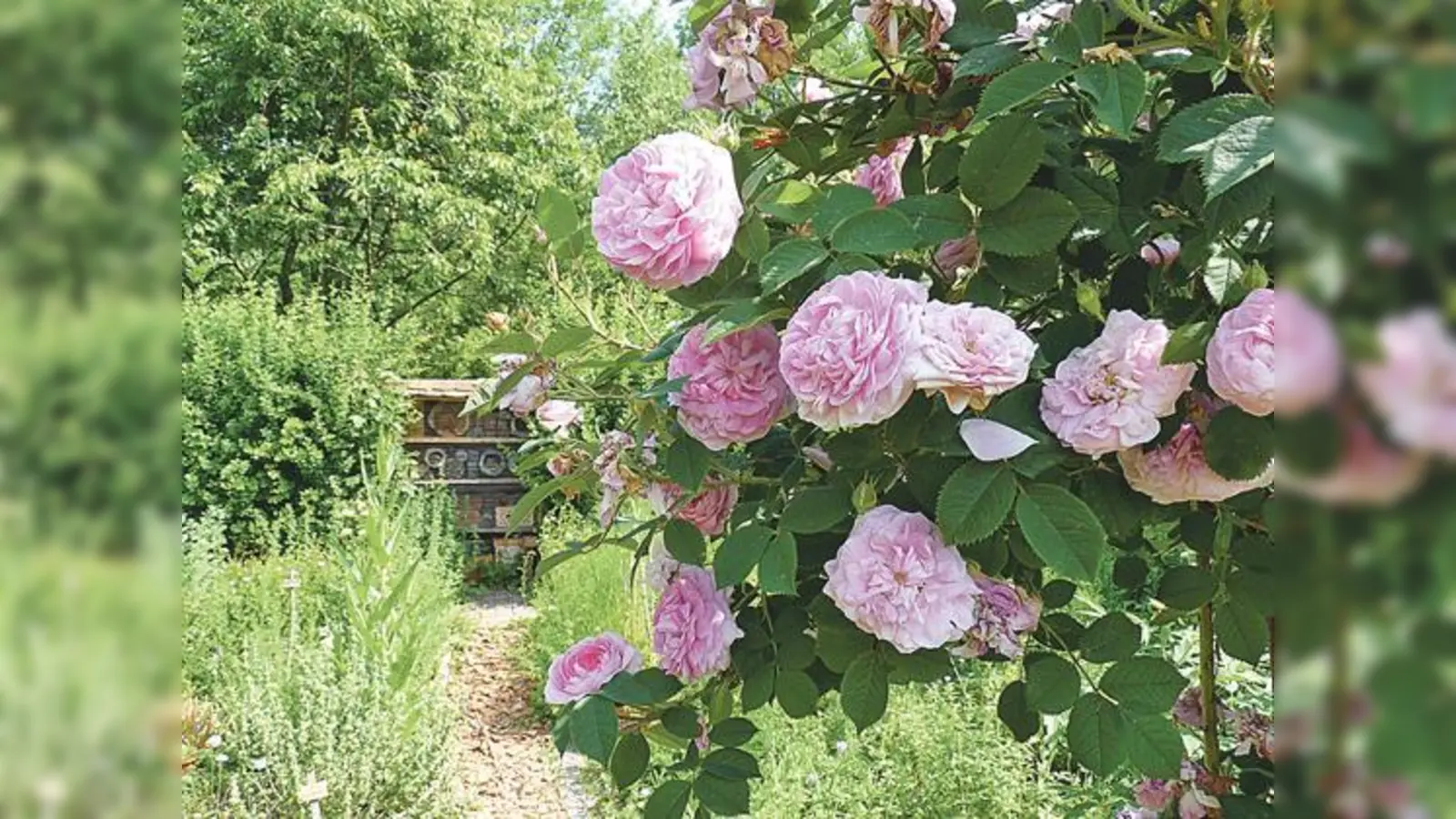 Zum Tag der offenen Gartentür am 24. Juni lädt Greencity zu einer Radltour vom Westend bis zum Ostbahnhof.	 (Foto: ÖBZ)