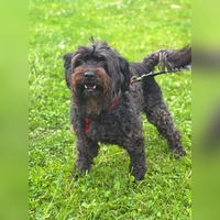 Die Zwergschnauzerhündin Lili. (Foto: Tierheim Riem)