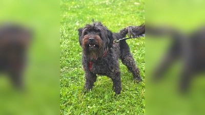 Die Zwergschnauzerhündin Lili. (Foto: Tierheim Riem)