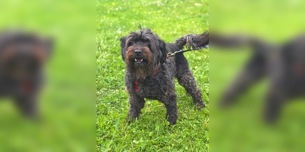 Die Zwergschnauzerhündin Lili. (Foto: Tierheim Riem)