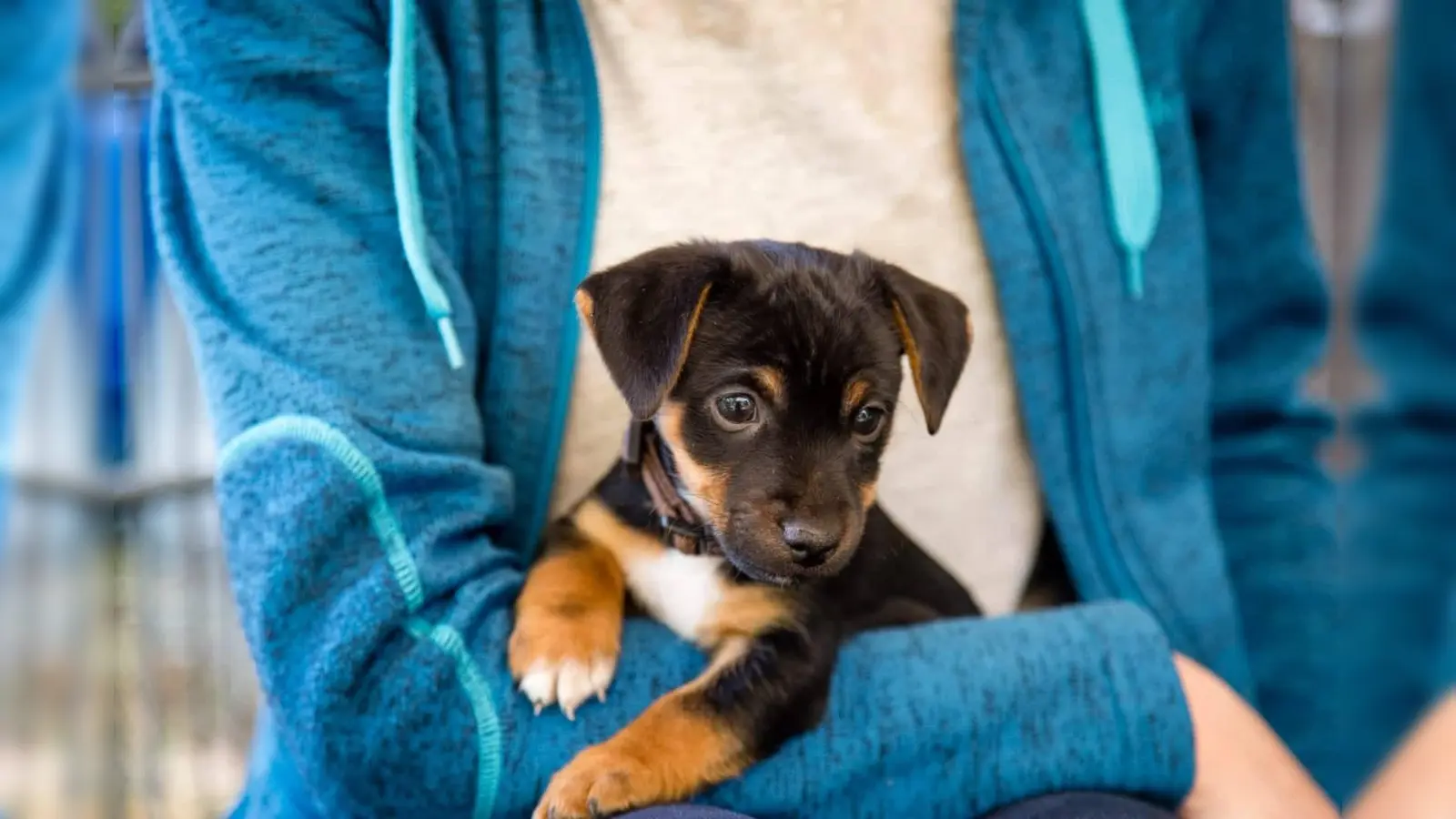 Der neue Freizeittrend Puppy Yoga sorgt für Verärgerung beim Tierschutzverein: diese Form der Unterhaltung gehe auf Kosten der Welpen. (Foto: Tierschutzverein München)