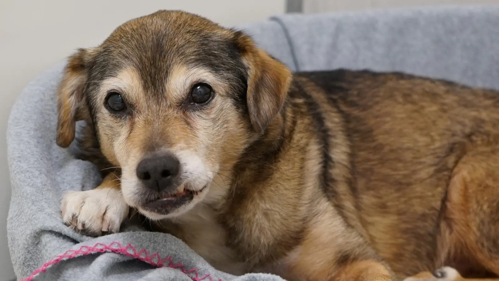 Neues Plätzchen gesucht: Hundeopa Toni aus dem Tierheim München sucht ein neues ruhiges, ebenerdiges und liebevolles Zuhause. (Foto: Tierheim München)