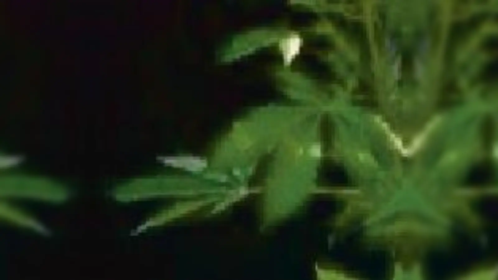 Cannabispflanze in  (Polizeigewahrsam.F.: Polizei)