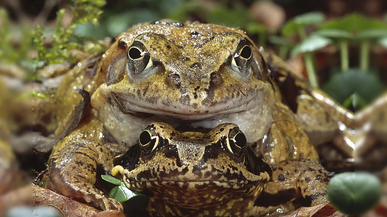 Frösche und Kröten machen sich bald auf zu ihrer jährlichen Frühjahrswanderung. (Foto: Wolfgang Willner, BN)
