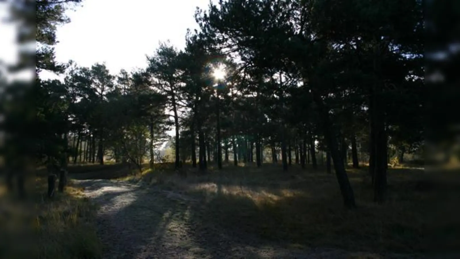 Wenn sich die Sonne als Energiespender langsam hinterm Horizont verabschiedet, wird es in der Heide durch nachtaktive Tiere erst so richtig lebendig.  (Foto: VA)
