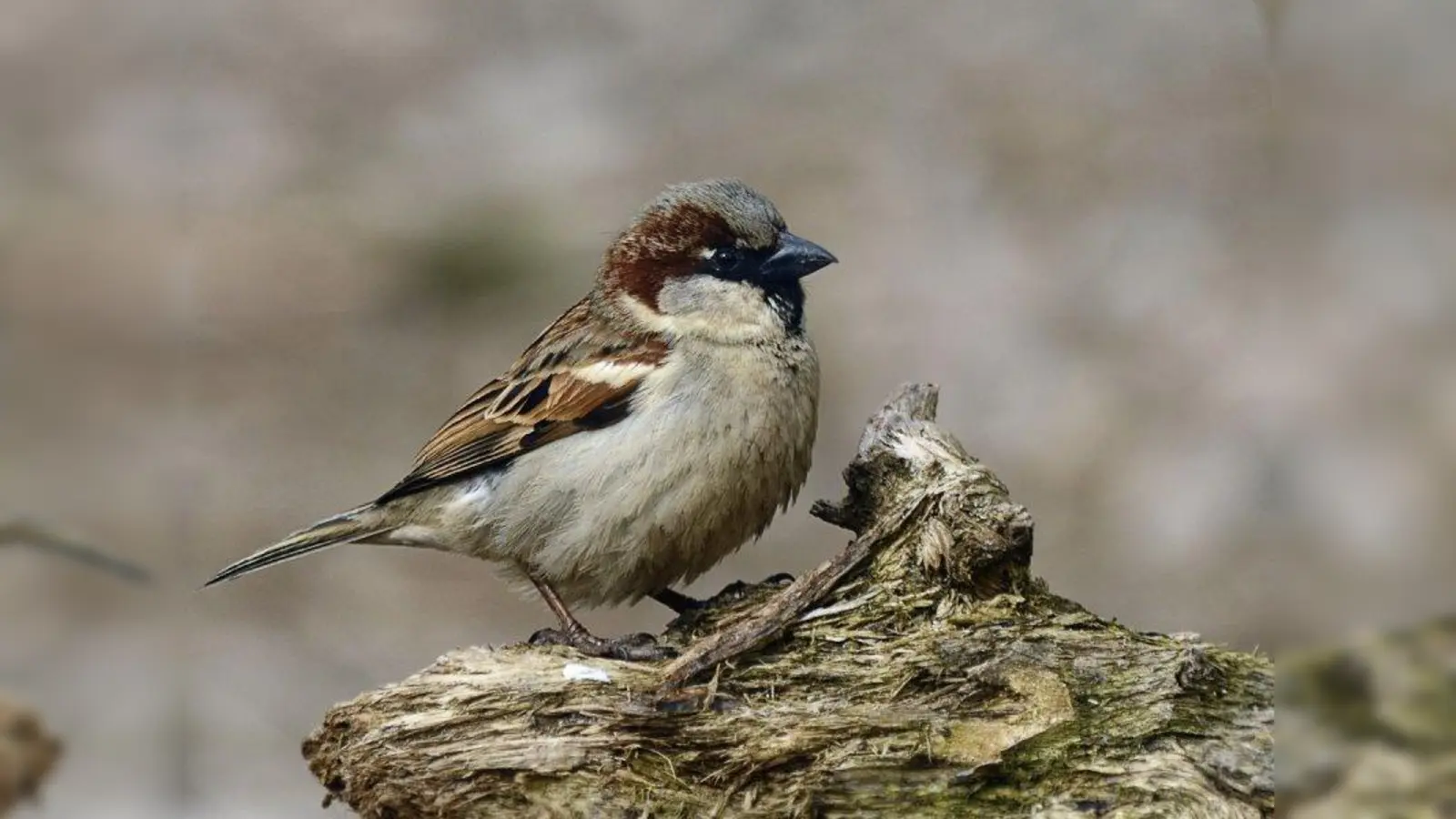 Innenstädte werden immer öfter zu weißen Flecken auf der &amp;quot;Spatzenlandkarte&amp;quot;. Der Naturschutzbund Deutschland will mit einer Bauplansammlung für Nistplätze Abhilfe schaffen - der richtige Kasten soll Spatzen zurück in die Gärten locken. (Foto: René Lutz / pixelio.de)
