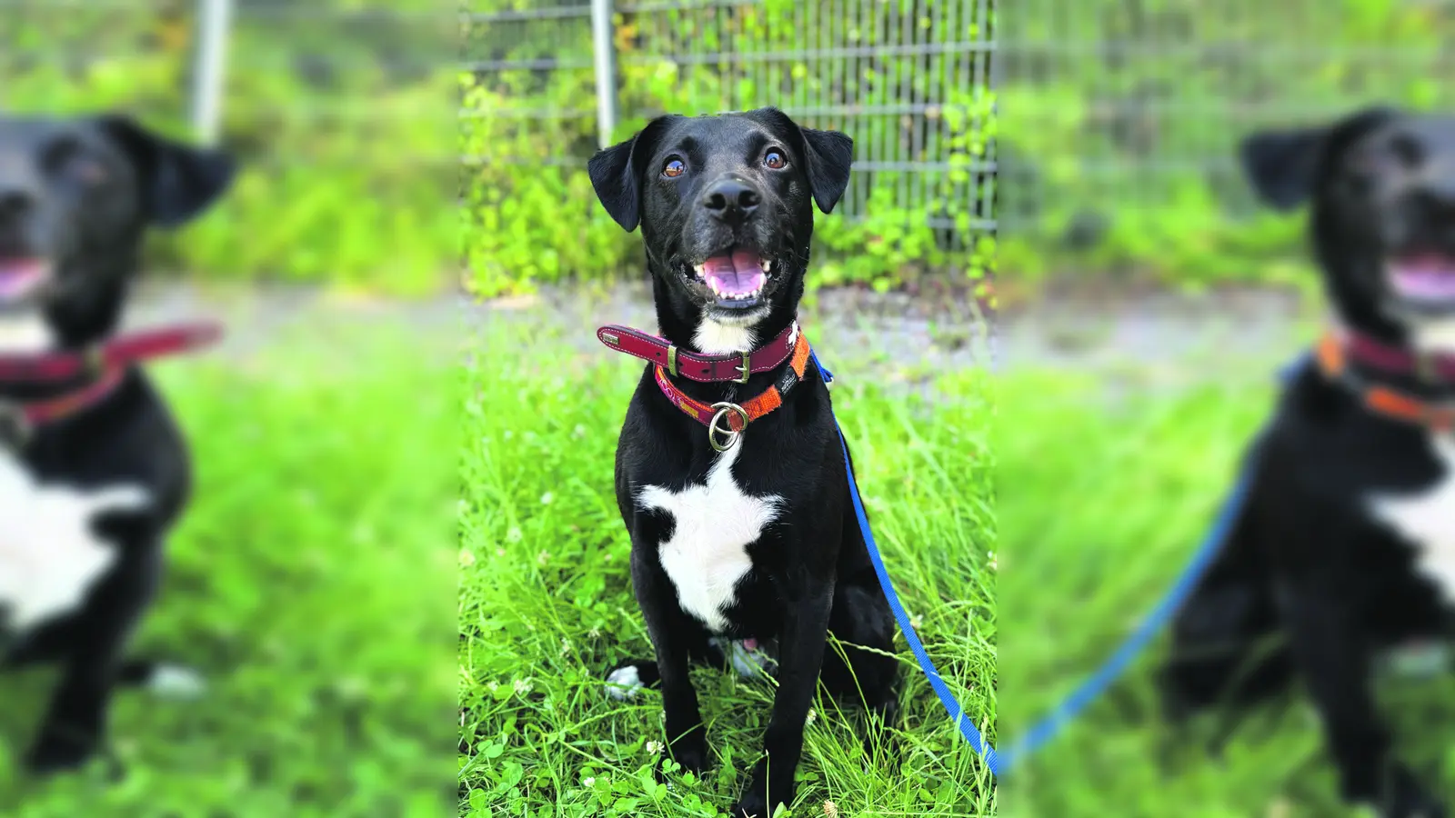 Mischlingshund Ashton. (Foto: Tierheim Riem)