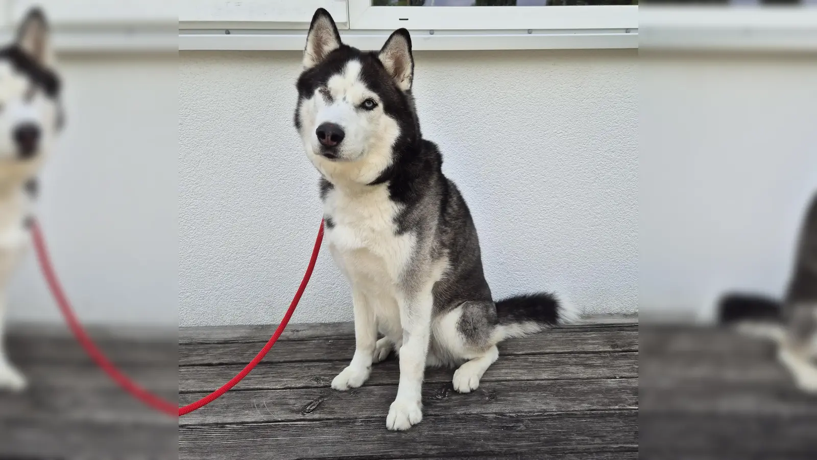 Sibirischer Husky Leo (Foto: Tierheim Riem)
