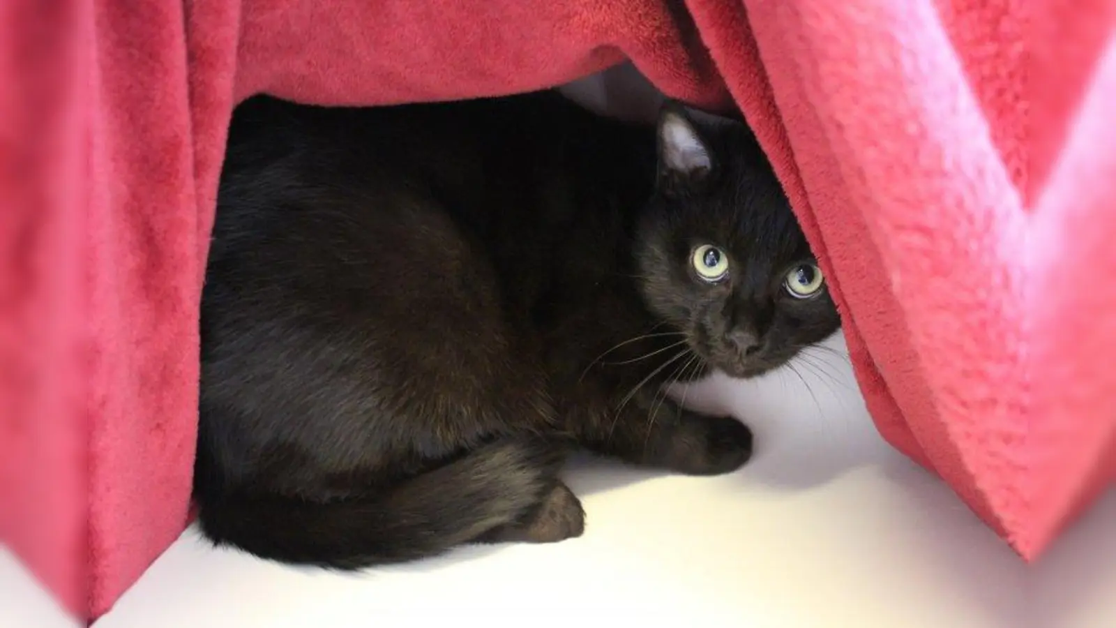 Billy (Foto: Tierheim München)