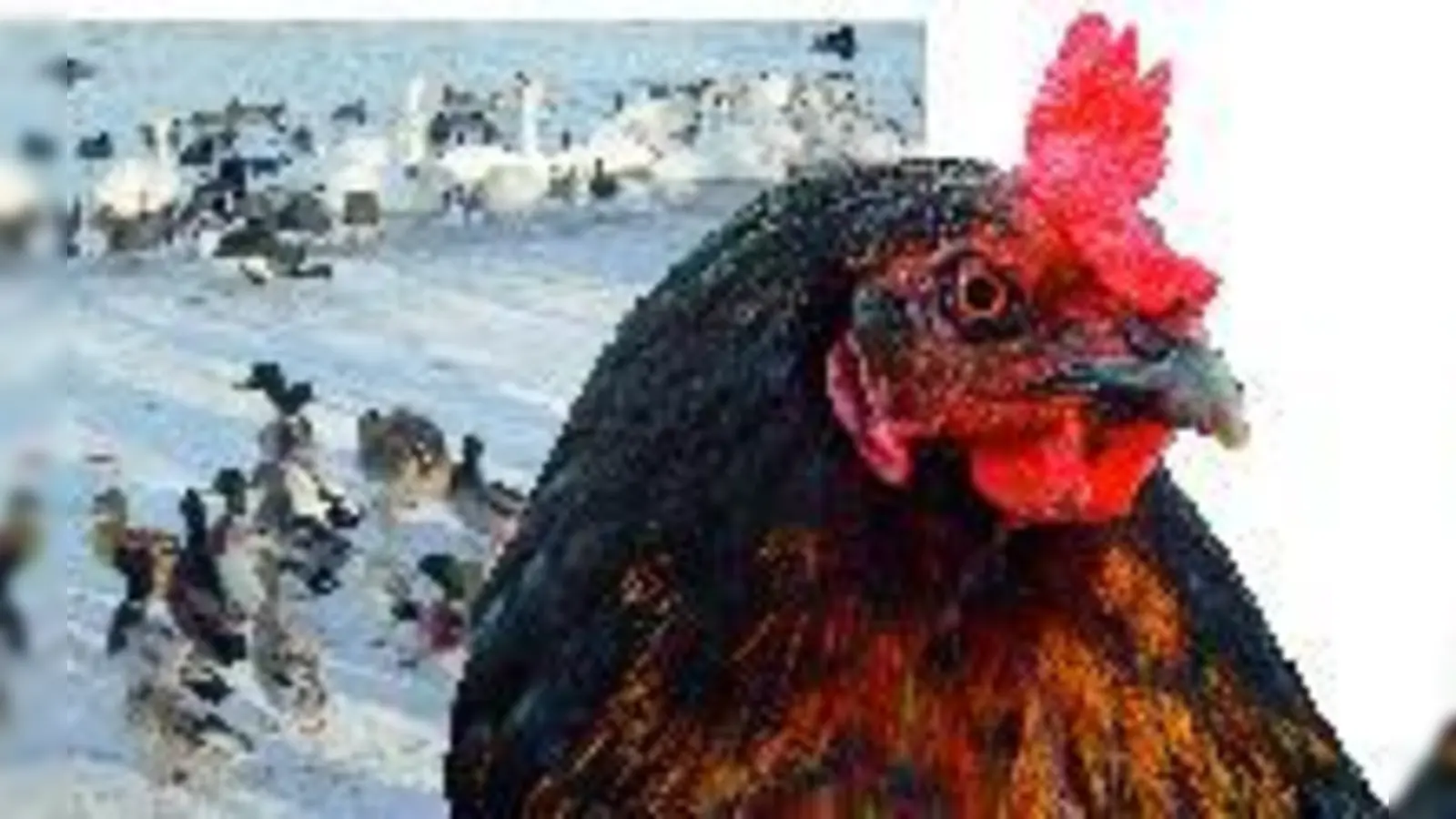 Noch gibt es keinen Grund zur Panik: Bisher gibt es keine infizierten Nutz-Tiere in Deutschland.  (Foto: Pixelquelle)