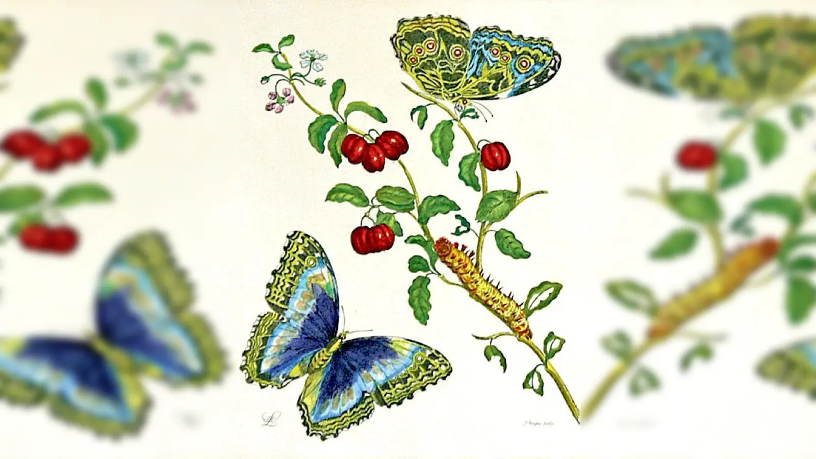 Auch dieser Kupferstich wird gezeigt.	 (Foto: VA)