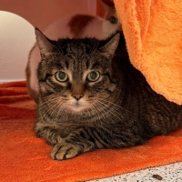 Schorschi (Foto: Tierheim Riem)