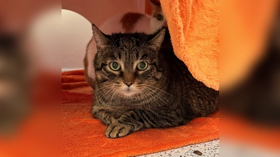 Schorschi (Foto: Tierheim Riem)