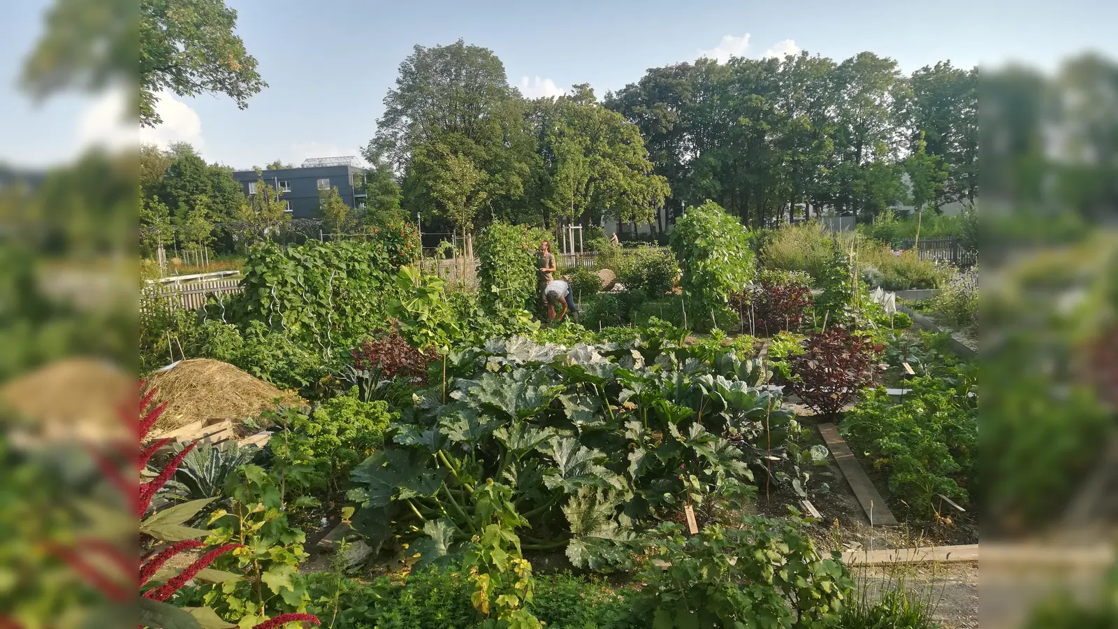 StadtAcker am Ackermannbogen. (Foto: Ackermannbogen e.V. )