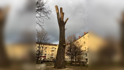 Die Weißpappel ist auf gut 14 Meter heruntergestutzt worden. Die Anwohner hoffen, dass der Baum stehen bleiben und wieder wachsen darf. (Foto: privat)