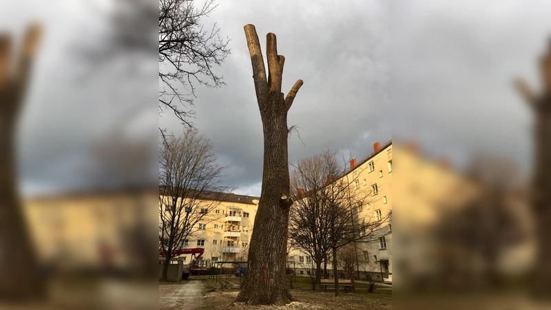 Die Weißpappel ist auf gut 14 Meter heruntergestutzt worden. Die Anwohner hoffen, dass der Baum stehen bleiben und wieder wachsen darf. (Foto: privat)