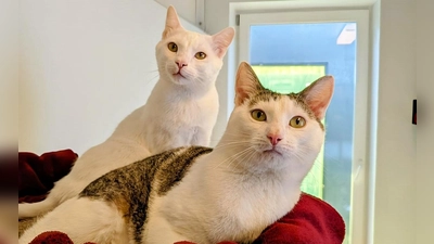 Pippa und Zeki warten im Tierheim München auf ihr neues Zuhause. (Foto: Tierschutzverein München e.V.)