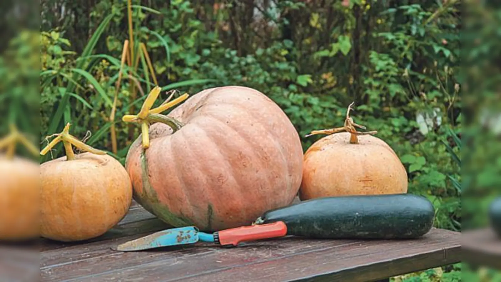 Der  »gelbe Riese« wiegt 13 kg und wurde im Krautgarten geernet.  (Foto: privat)