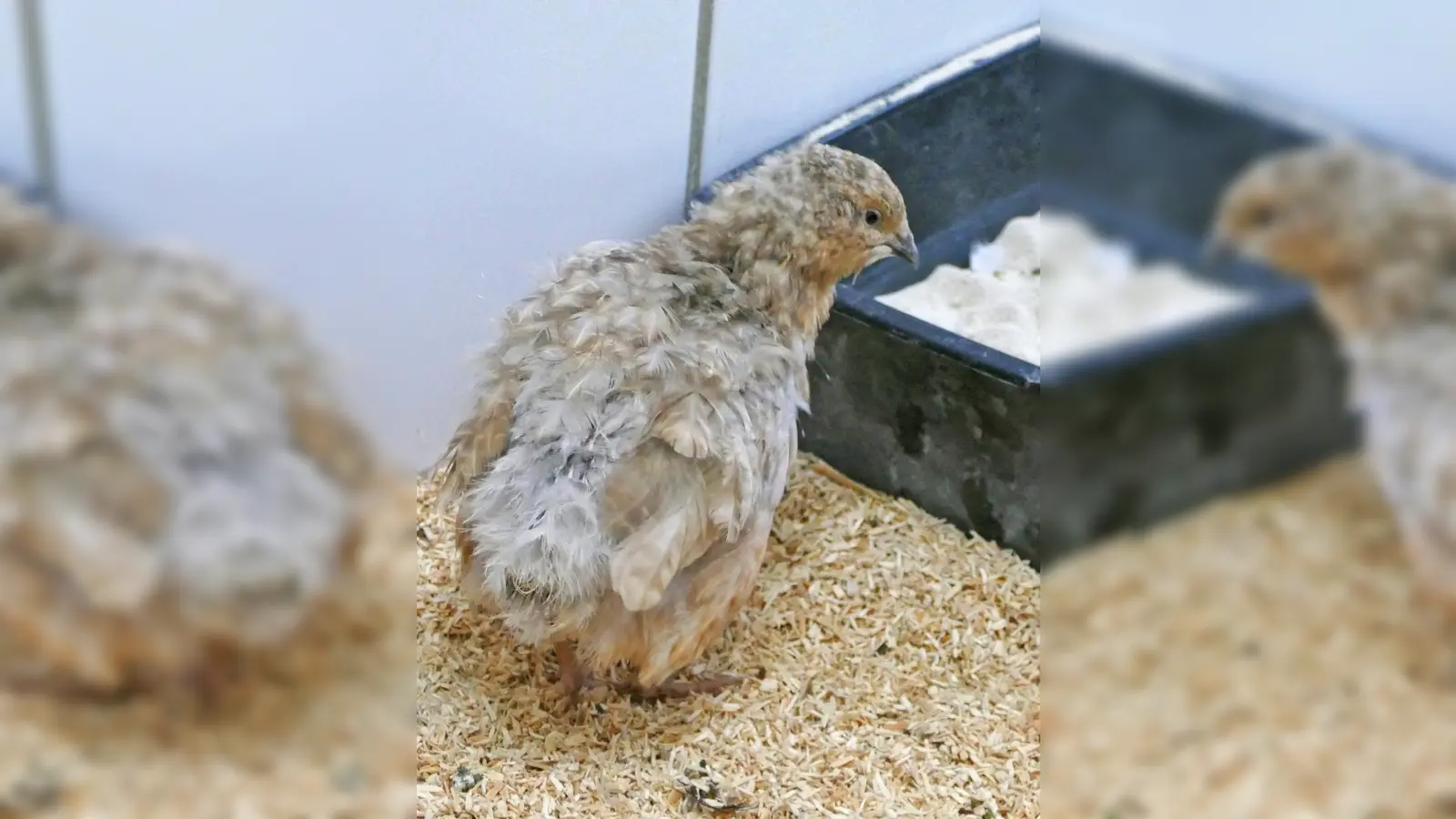 Fünf Wachteln – vier Hähne und eine Henne suchen ein neues Zuhause. (Foto: Tierheim Riem)