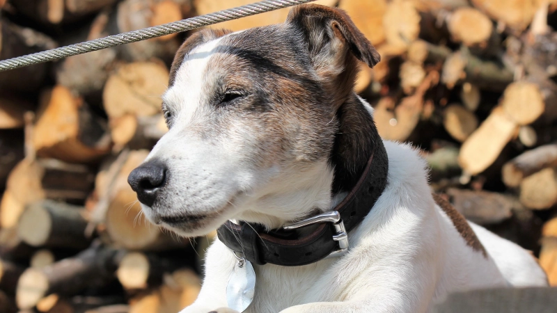 Abkühlung gefällig? Der Hundeverein Unterföhring verteilt am 8. August kostenloses Hundeeis. (Archivbild: chk)