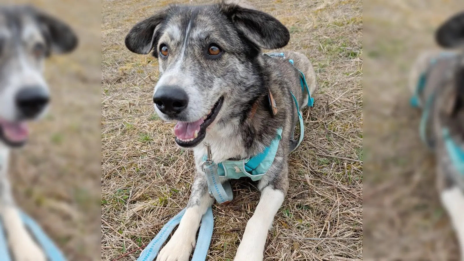 Die Mischlingshündin Bonnie braucht einen geregelten Alltag ohne häufige Veränderungen. (Foto: Tierheim Riem)