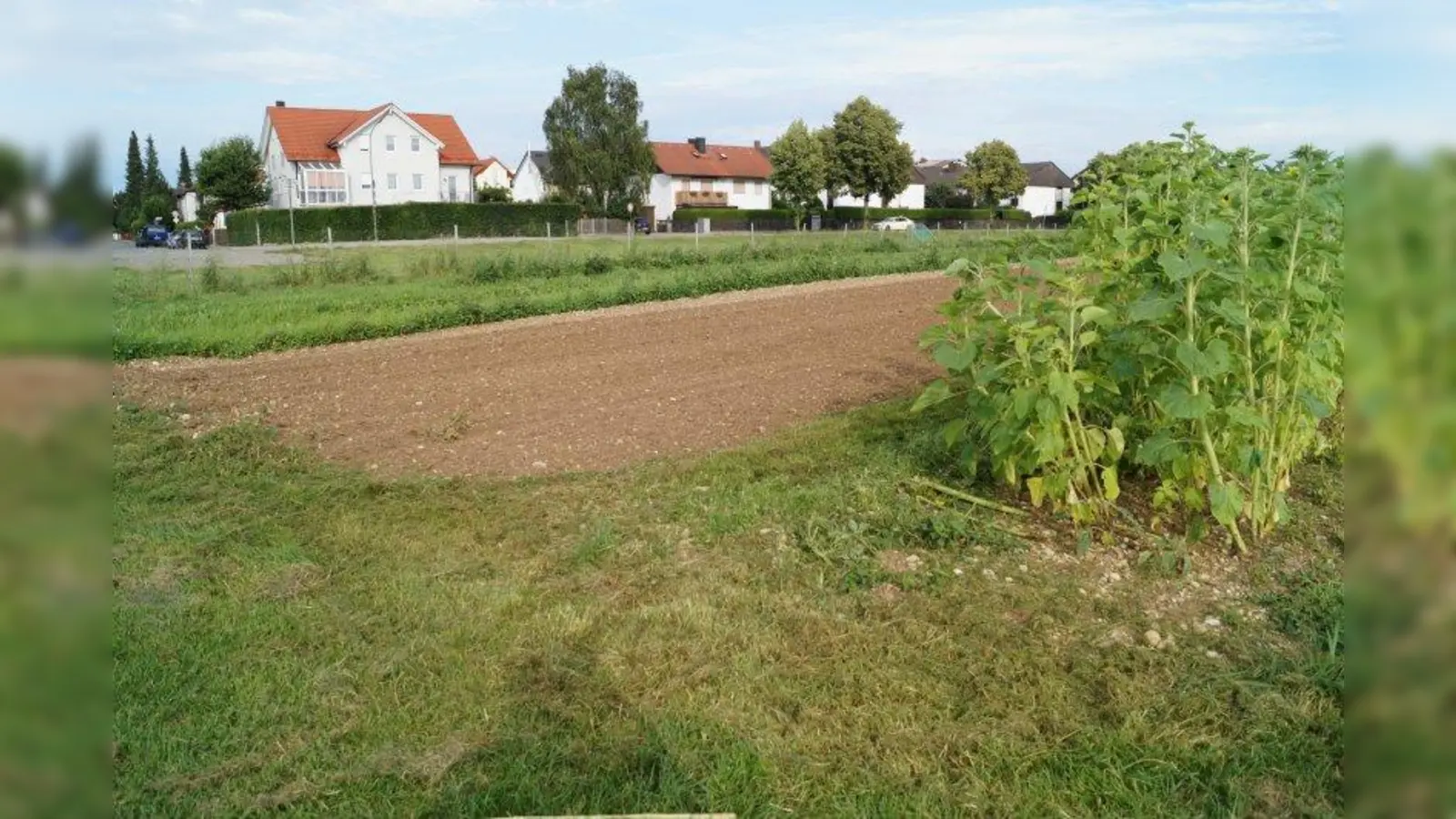 Derzeit stehen am Kreuzlinger Feld noch Blumen, bald sollen es Häuser sein. (Foto: pst)