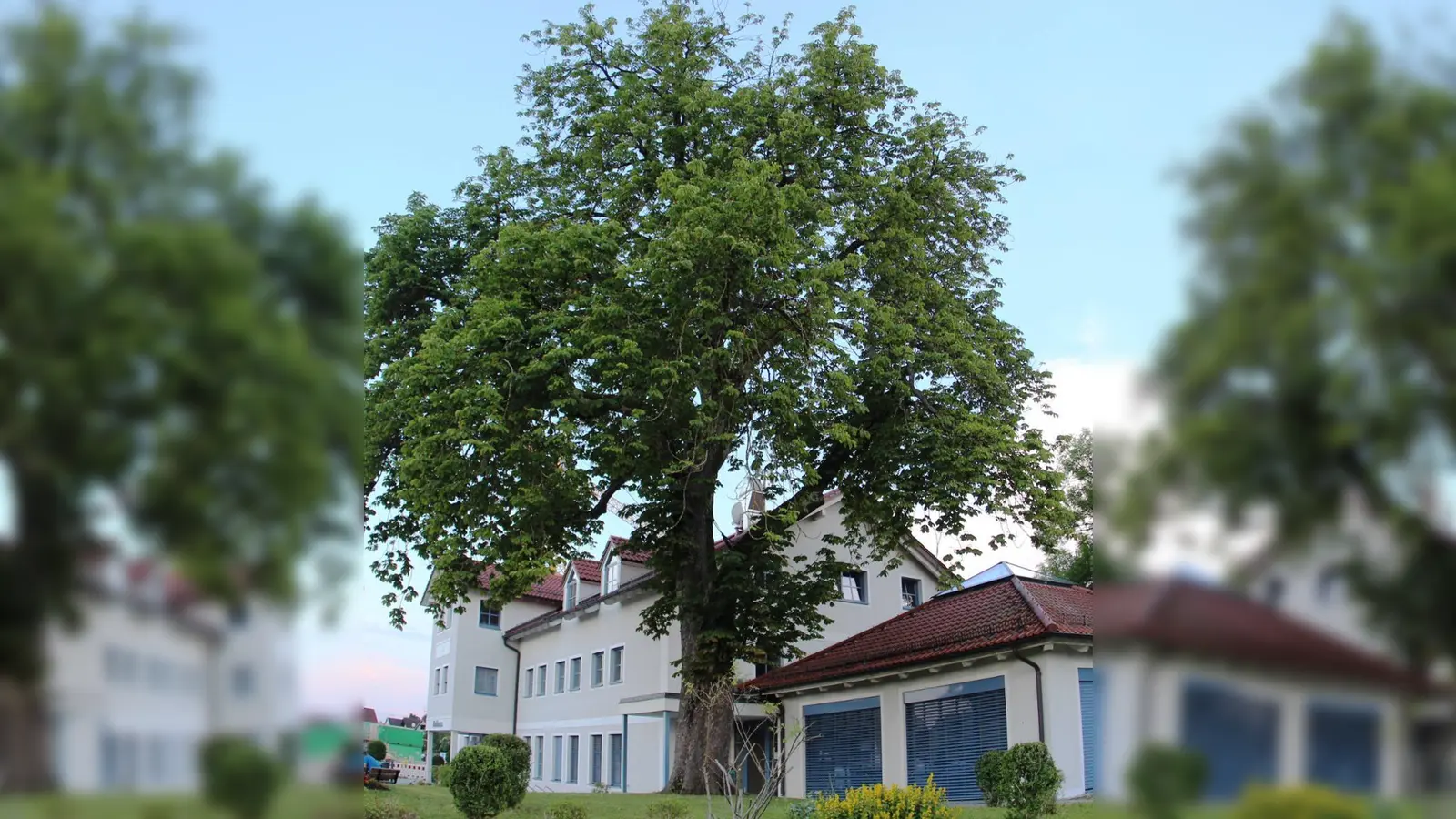 Die Kastanie vor dem Brunnthaler Rathaus soll bleiben. Im Frühjahr wird ein Gutachter das schöne Gehölz auf Stand- und Bruchfestigkeit prüfen. (Foto: RedB)