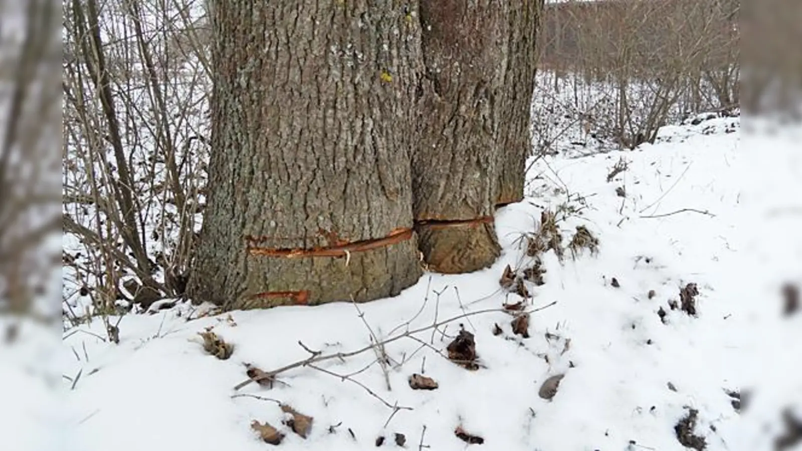 Ob die so geschädigten Ahornbäume überleben können, ist sehr fraglich.	 (Foto: Gemeinde Ismaning)