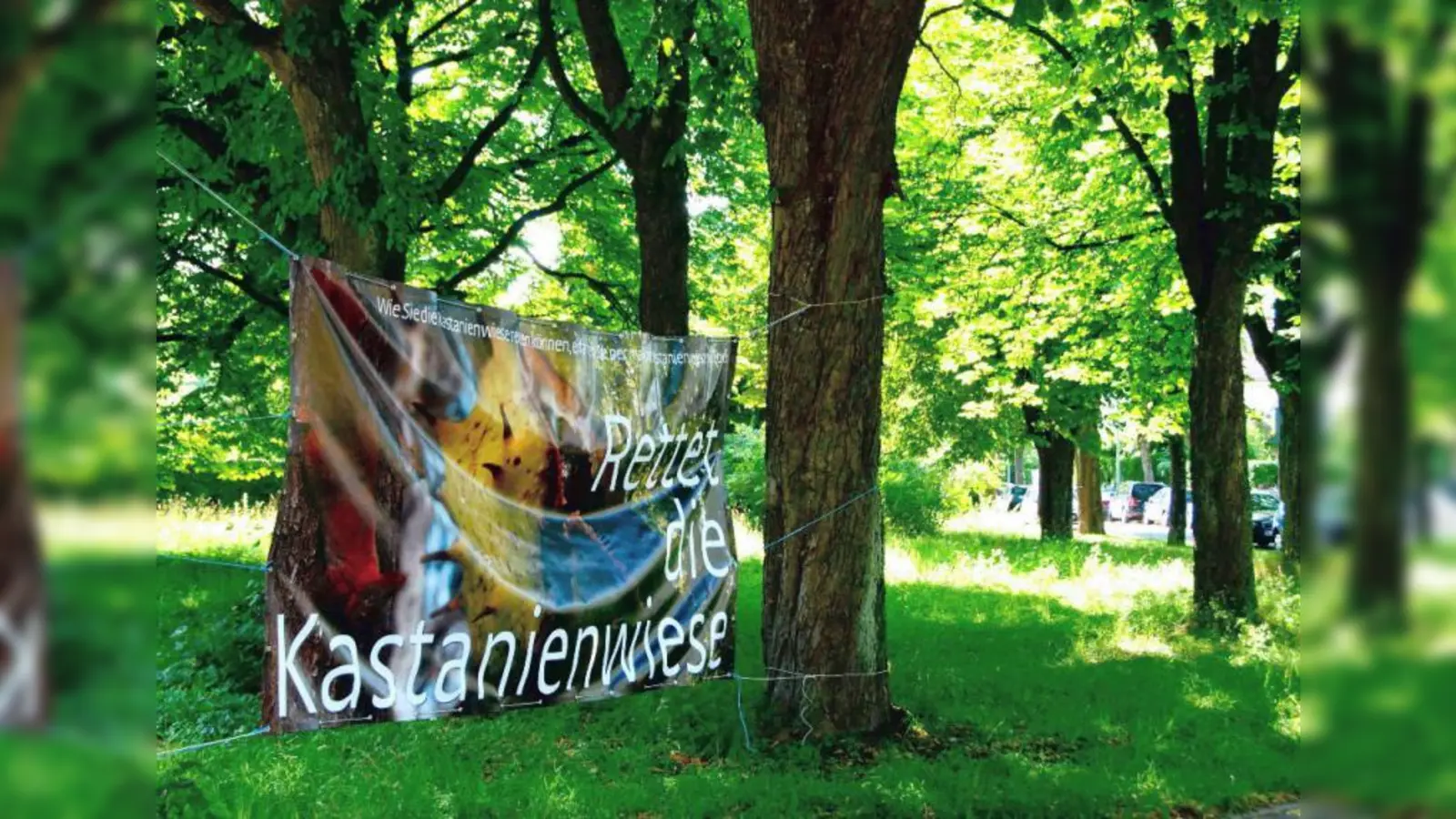 Die Kastanienbäume an der Alten Allee/Ecke Gustav-Meyrink-Straße sollen einer Kinderkrippe weichen. Doch davor drängt der BA auf ein Baumgutachten, um die Vitalität der Bäume zu prüfen und vielleicht den einen oder anderen Baum zu schützen. (Foto: US)