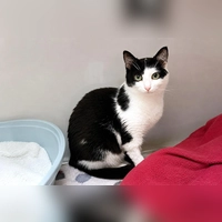 Lucia wird ausschließlich in Einzelhaltung vermittelt. (Foto: Tierheim Riem)