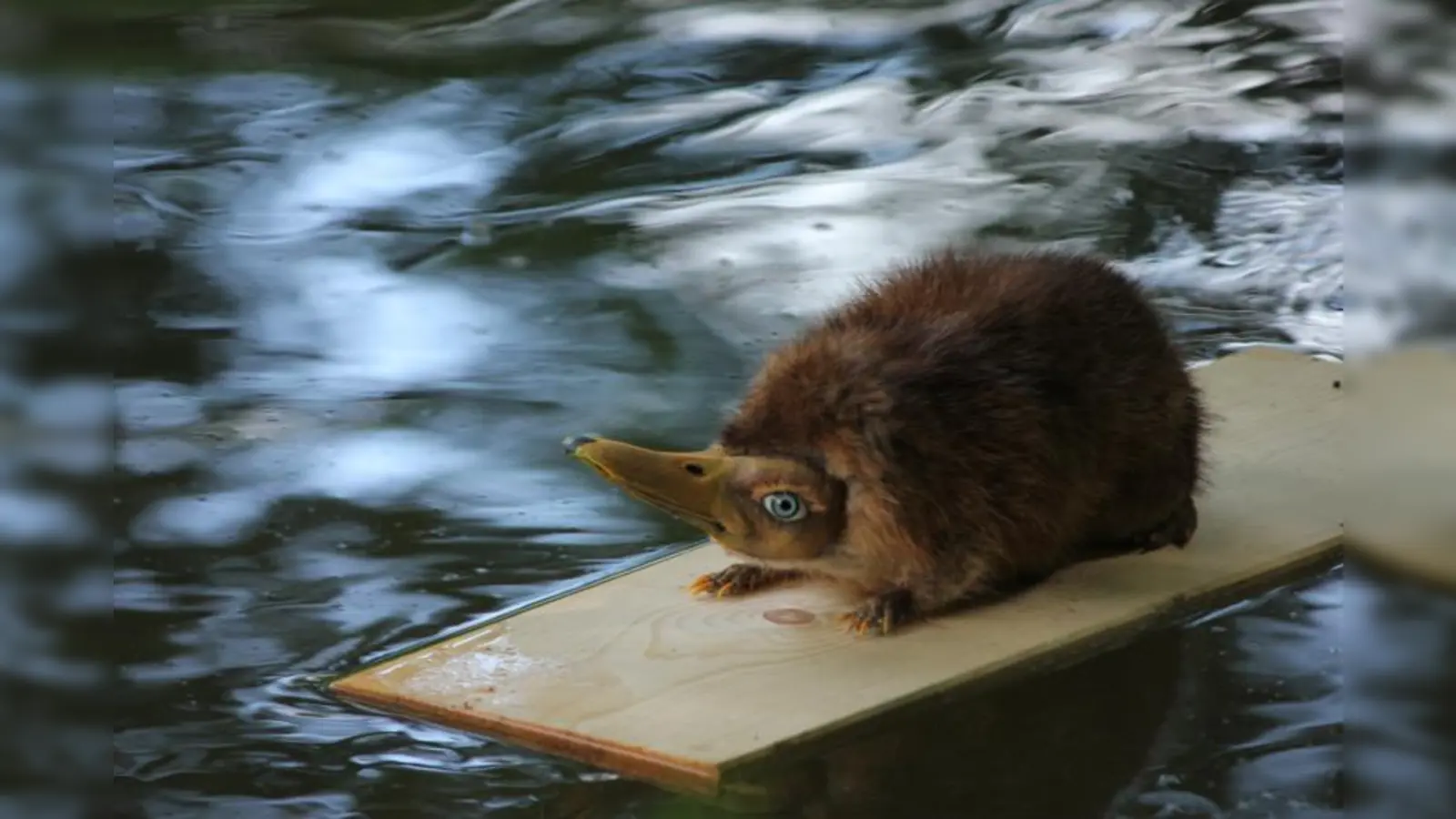 Der Gemeine Druckmäuser wurde aus seinem zeichnerischen Dasein geholt und wird als wahrhaftig existierendes Wesen in der Austellung dargestellt. (Foto: pi)