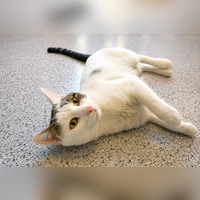 Der Kater Trüffel Toni zeigt deutlich, wenn ihm etwas zuviel wird. (Foto: Tierheim Riem)