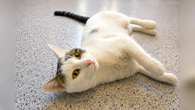 Der Kater Trüffel Toni zeigt deutlich, wenn ihm etwas zuviel wird. (Foto: Tierheim Riem)