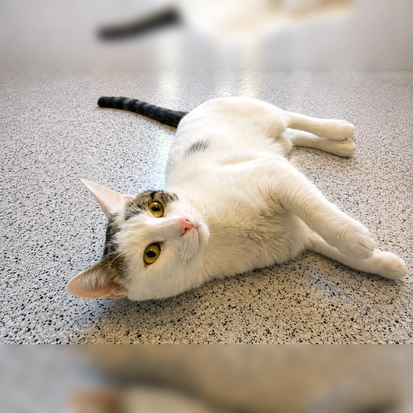 Der Kater Trüffel Toni zeigt deutlich, wenn ihm etwas zuviel wird. (Foto: Tierheim Riem)