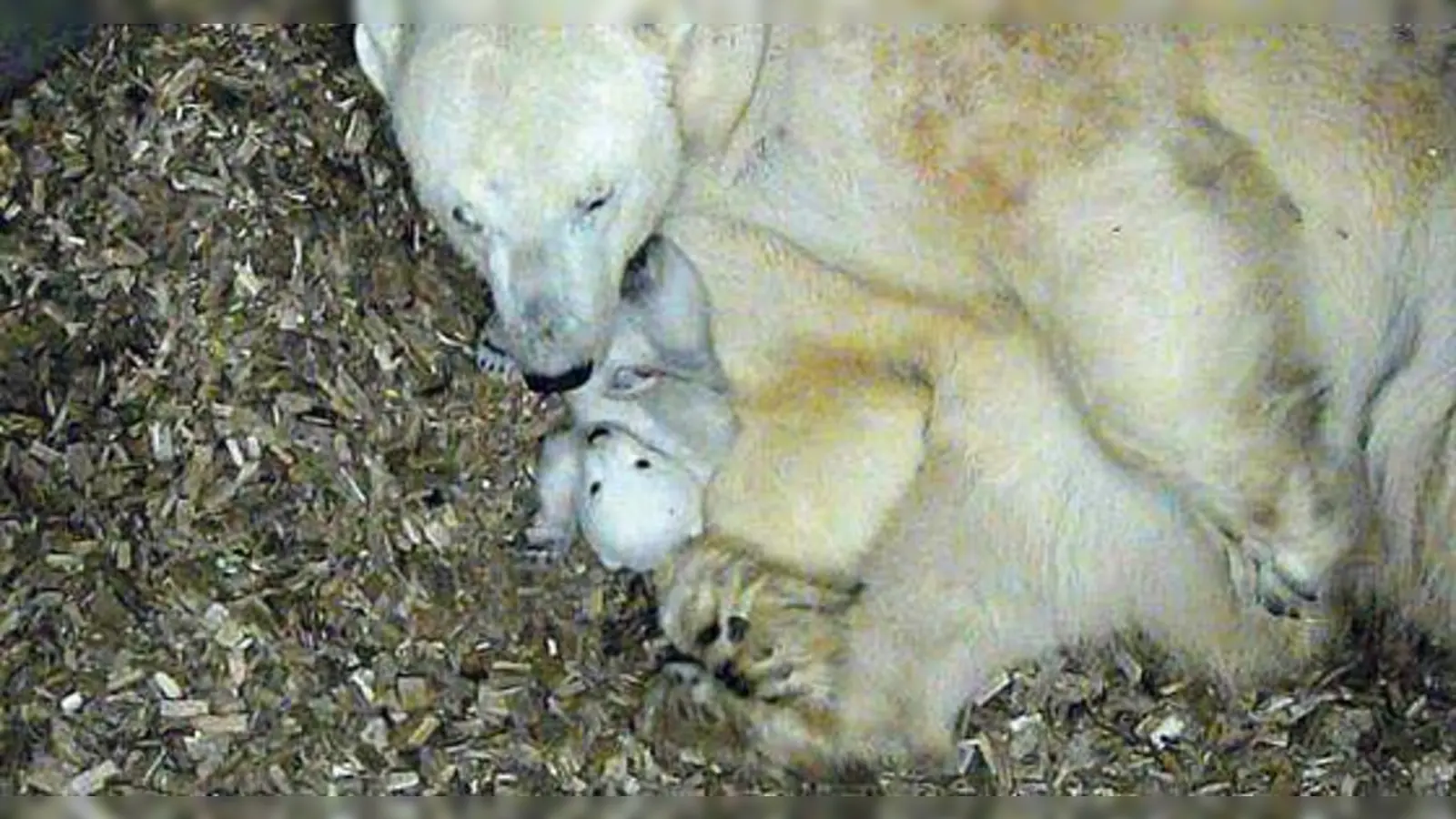 Dem kleinen Münchner Eisbären geht es sichtlich gut. Und auch Giovanna ist zufrieden.	 (Foto: Tierpark Hellabrunn)