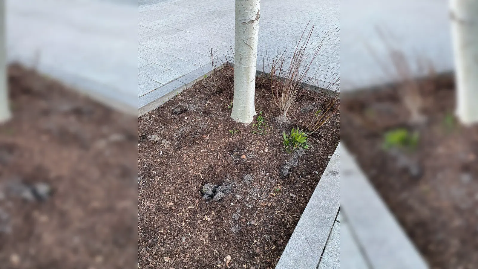 In den Beeten an der Realschule wurden die Sträucher entwendet. (Foto: Landratsamt Dachau)