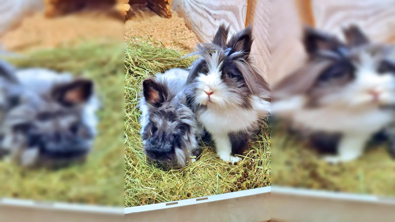  Angora Mix Kaninchen Leander und das Löwenköpfchen Black Pearl. (Foto: Tierheim Riem)