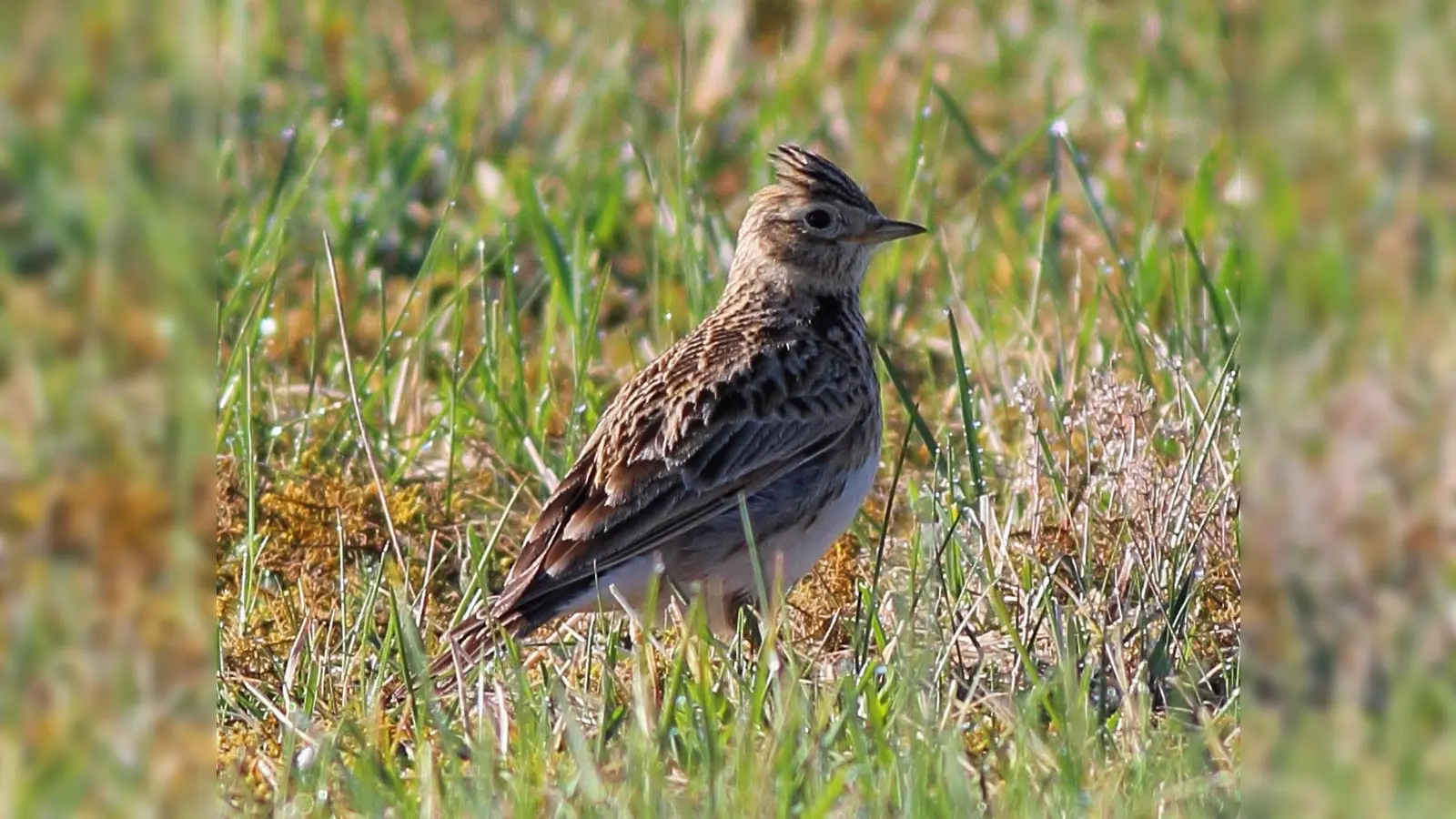 Die Teilnehmer des Vogelspaziergangs werden mit der Sichtung seltener Vogelarten, wie der Feldlerche, belohnt. (Foto: Markus Dähne)