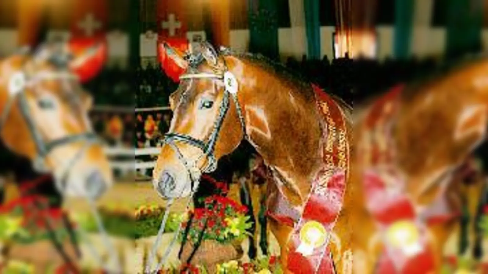 80 Hengste wollen die Körung erlangen.	 (Foto: VA)