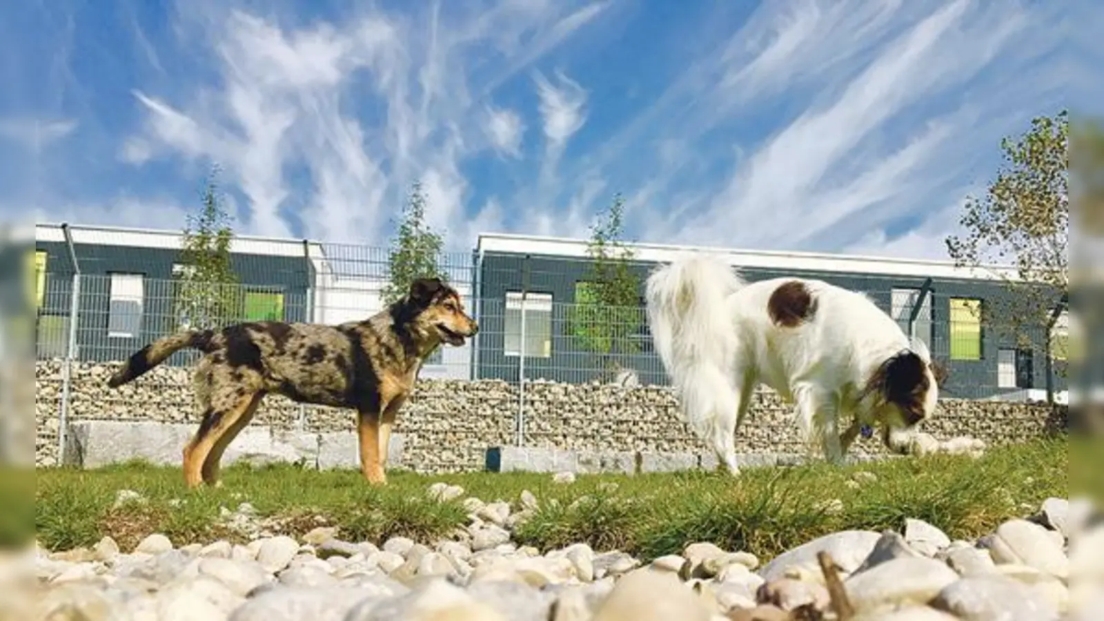 Um 13.30 Uhr werden beim Frühlingsfest des Münchner Tierheims die Vermittlungshunde vorgestellt.	 (Foto: VA)