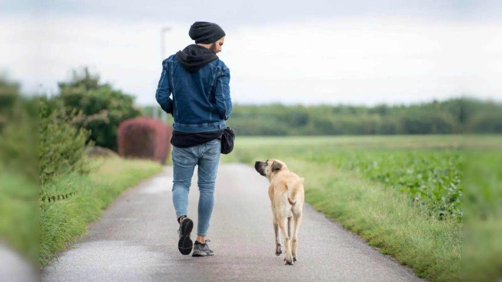 Der Hundetherapeut und sein Kangal-Weibchen, genannt „Mädchen”. Masih Samin ist derzeit immer sonntags um 18.55 Uhr in der neuen  SAT.1-Reihe „Projekt Superhund – Helfer auf vier Pfoten“ zu sehen. (Foto: Julian Weiser)