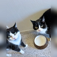 Mia und Liz sind zwei etwa 2018 geborene und kastrierte Katzendamen. (Foto: Tierheim Riem)