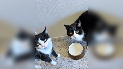 Mia und Liz sind zwei etwa 2018 geborene und kastrierte Katzendamen. (Foto: Tierheim Riem)