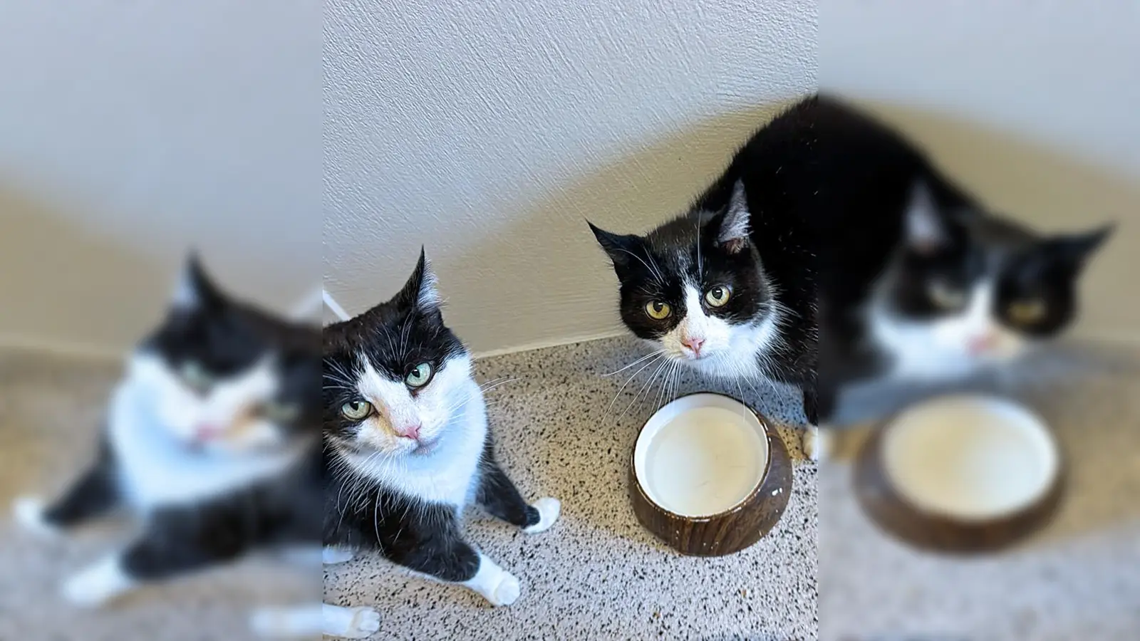 Mia und Liz sind zwei etwa 2018 geborene und kastrierte Katzendamen. (Foto: Tierheim Riem)