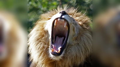 „Großmaul” lautet der Titel dieser Fotografie. (Foto: Jutta von Waldenburg)