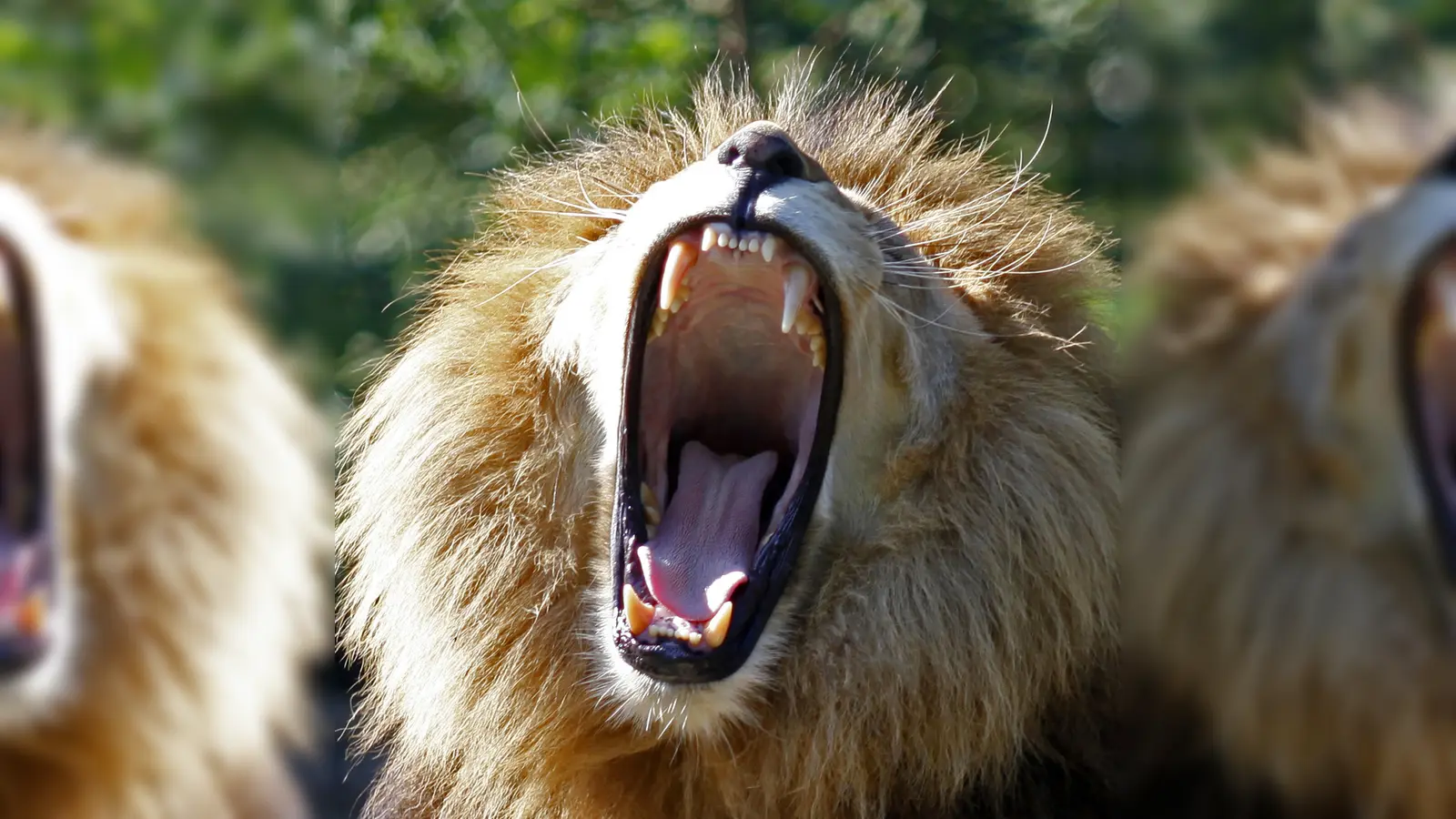 „Großmaul” lautet der Titel dieser Fotografie. (Foto: Jutta von Waldenburg)