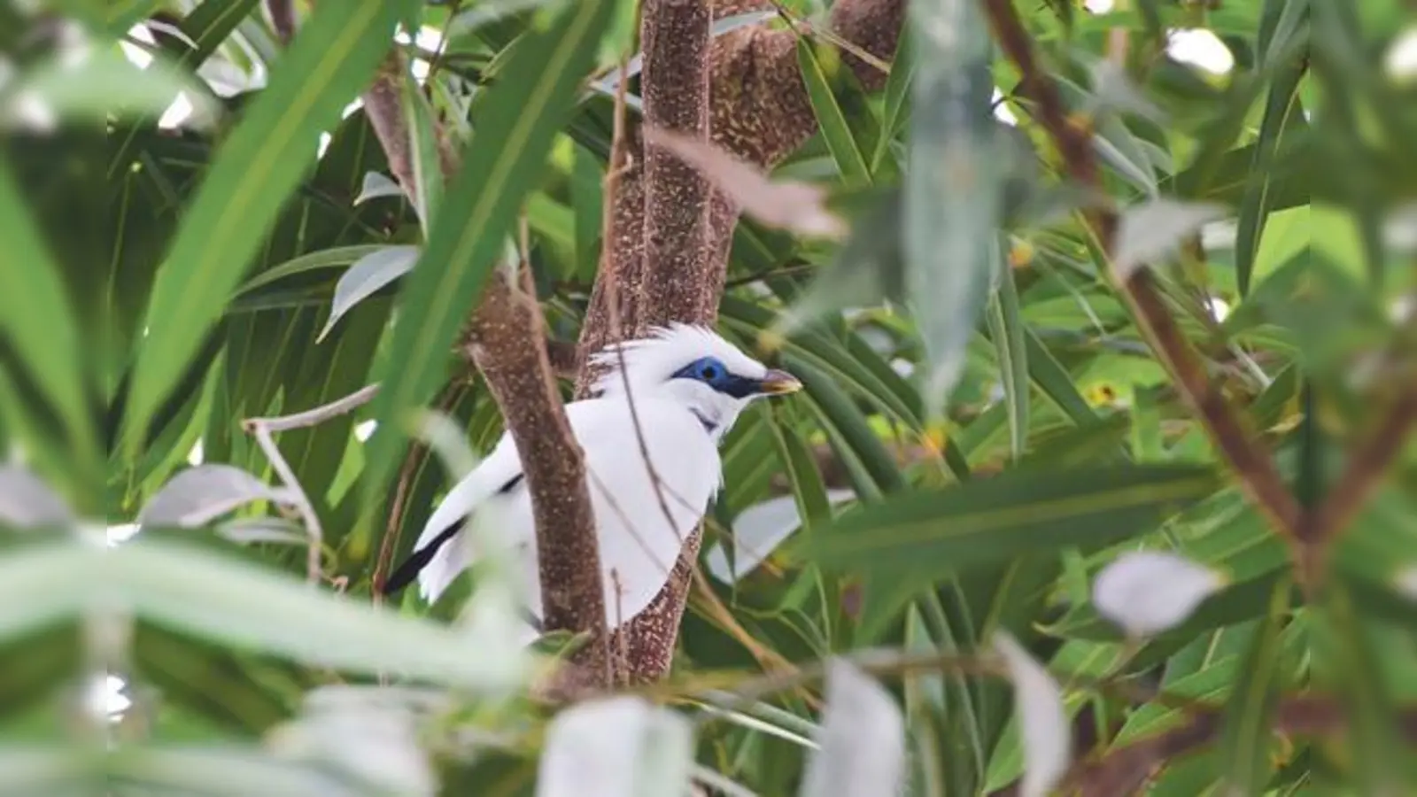 Die hübschen und vom Aussterben bedrohten Balistar-Weibchen haben im Tierpark Hellabrunn eine neue Heimat gefunden.	 (Foto: Tierpark Hellabrunn)